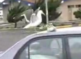 Bird Makes a Burger Run